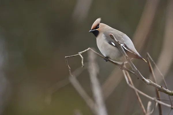  Bohemian Waxwing bird in migration in France — Stock Photo, Image